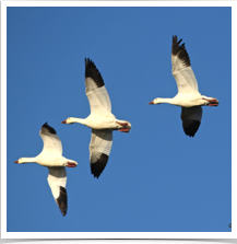 Snow Geese - Flying Snow Geese - Flying